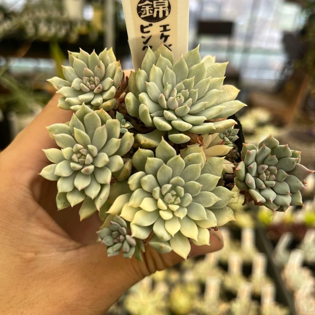 アガベ 赤雷 斑入り