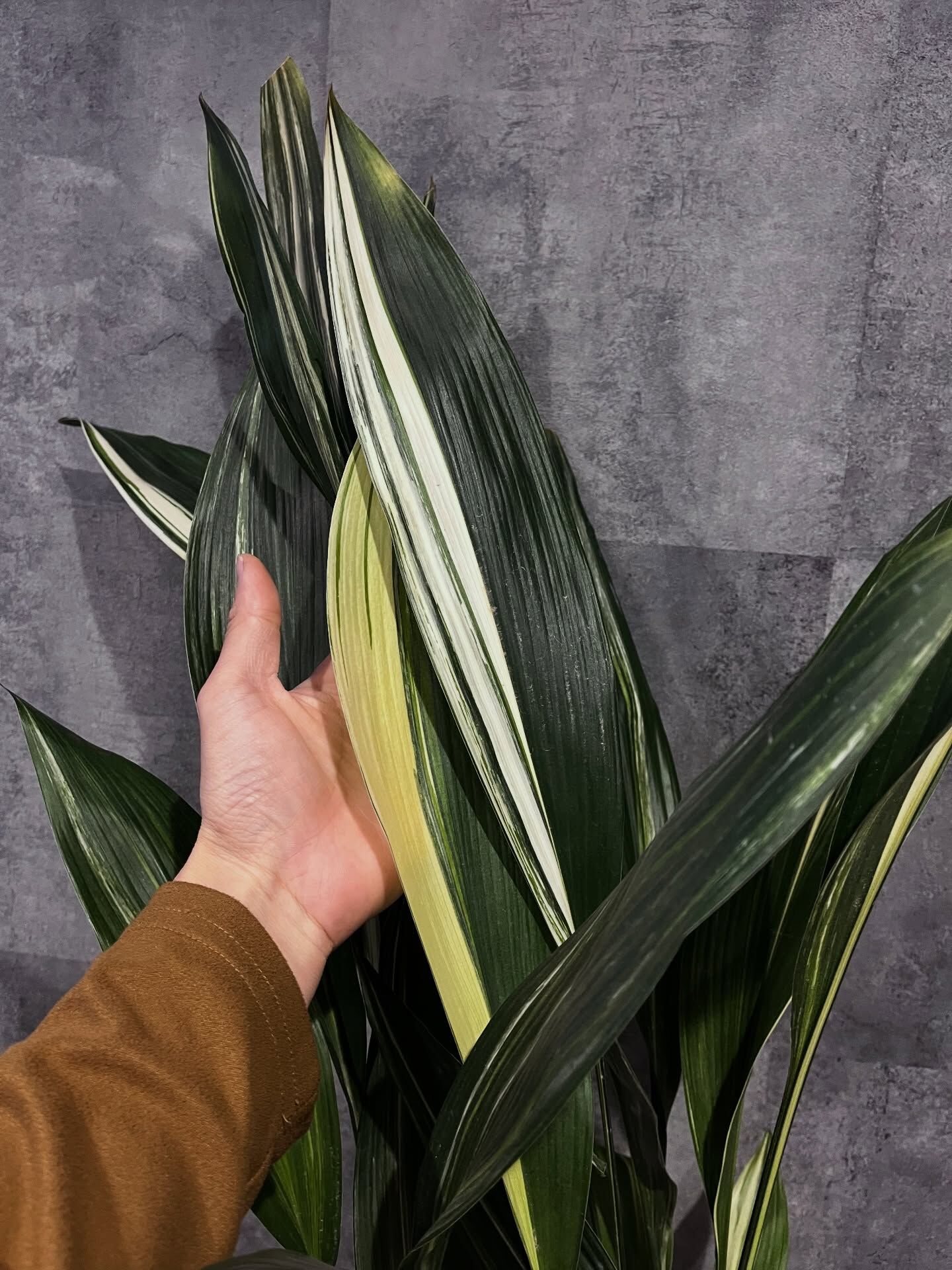 鳥取県倉吉の多肉植物なら斑入り植物専門店～錦～