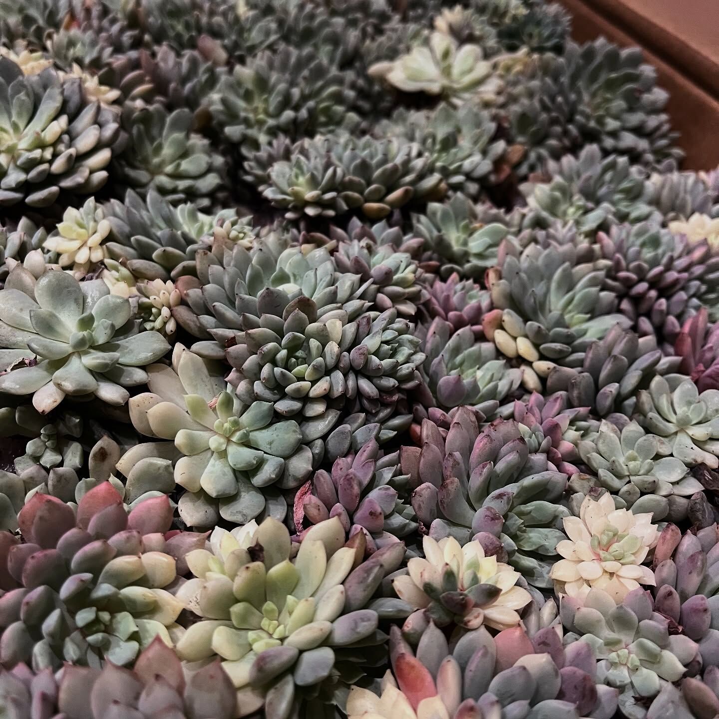 鳥取県倉吉の多肉植物なら斑入り植物専門店～錦～